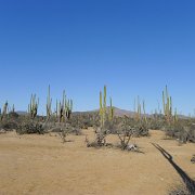 Crossing the Central Desert